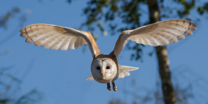 barn-owl-1107397